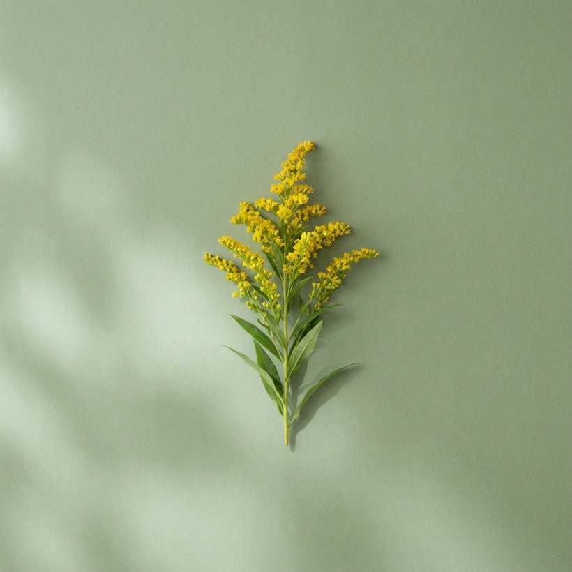 Verga d'oro