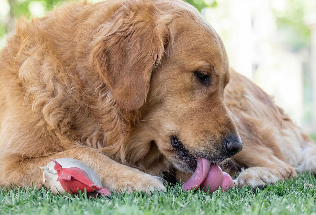 Cane felice